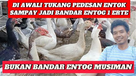 jual beli entok terdekat  Tipe Tampilan